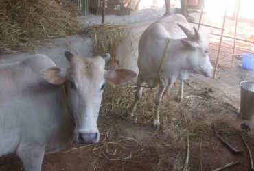 Desi Cows