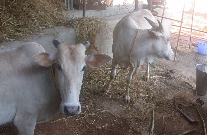 Desi Cows