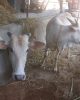 Desi Cows