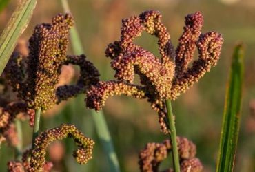 millet meal a day