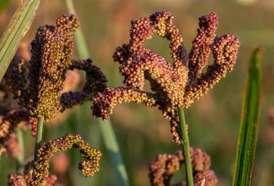 millet meal a day